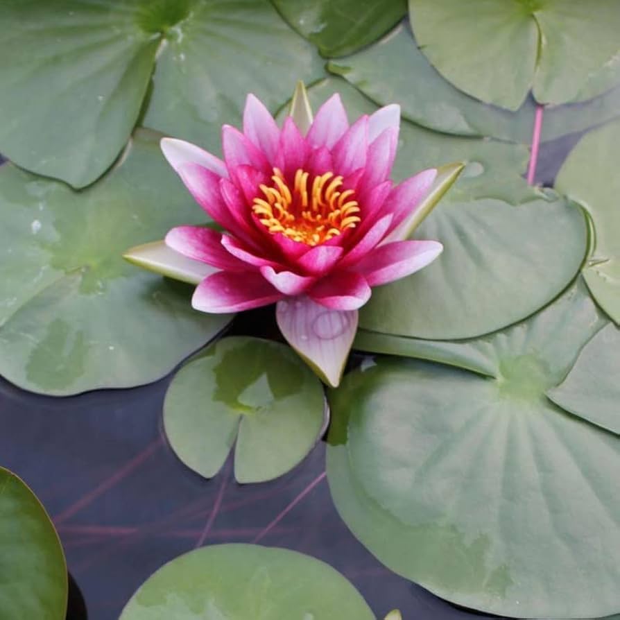 ★ごりぴか Herlipto Water Lily Garden 610fvGcu74L._AC_SY200_QL15_.jpg